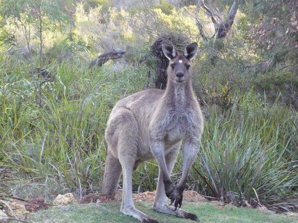 Llewellin'S Guest House Margaret River Dış mekan fotoğraf